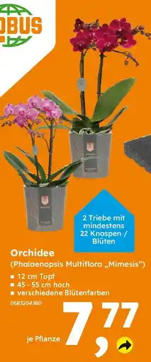 Globus Baumarkt Orchidee (Phalaenopsis Multiflora „Mimesis") Angebot