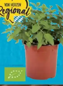 E-Center Bio-Minze XXL Angebot