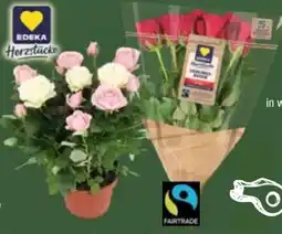 E-Center Edeka Herzstücke Rosenstrauß Angebot