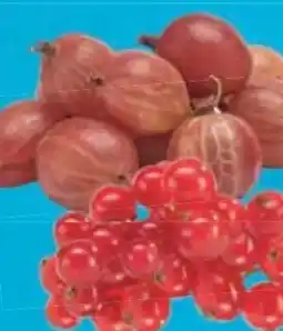 E-Center Johannisbeeren Angebot