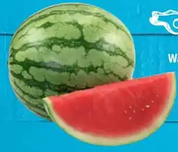 E-Center Mini-Wassermelone Angebot