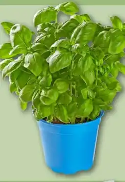 REWE Center Rewe Bio XXL Basilikum Angebot