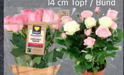 Edeka Frischemarkt Edeka Herzstücke Rosen Angebot