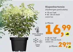 Globus Baumarkt Rispenthortensie Angebot