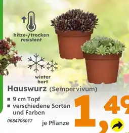 Globus Baumarkt Hauswurz (sempervivum) Angebot