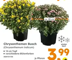 Globus Baumarkt Chrysanthemen busch Angebot