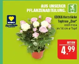 Marktkauf Edeka herzstücke topfrose Angebot