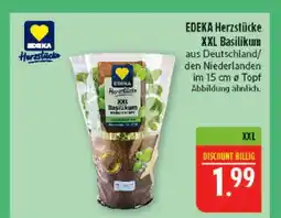 Marktkauf Edeka herzstücke xxl basilikum Angebot