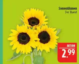 Marktkauf Sonnenblumen Angebot