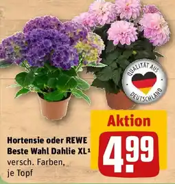 REWE Hortensie oder REWE Beste Wahl Dahlie XL Angebot