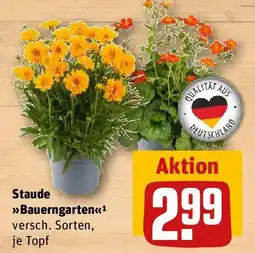 REWE Staude Bauerngarten Angebot