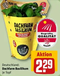 REWE Deutschland Dachfarm Basilikum Angebot