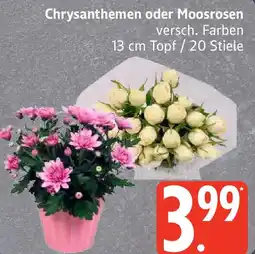 Edeka Chrysanthemen oder Moosrosen Angebot