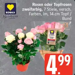 Edeka EDEKA Herzstücke Rosen oder Topfrosen zweifarbig Angebot