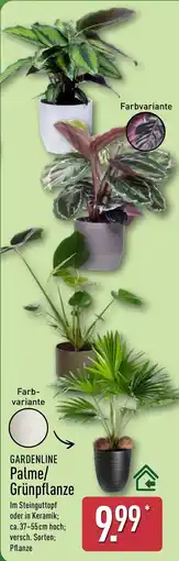 Aldi Nord GARDENLINE Palme/ Grünpflanze Angebot
