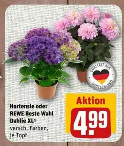nahkauf Hortensie oder REWE Beste Wahl Dahlie XL Angebot