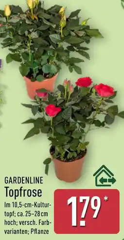 Aldi Nord GARDENLINE Topfrose Angebot