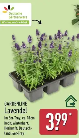 Aldi Nord GARDENLINE Lavendel Angebot