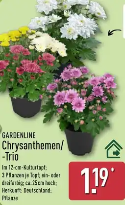 Aldi Nord GARDENLINE Chrysanthemen/ -Trio Angebot
