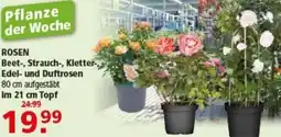 Multi Markt ROSEN Beet-, Strauch-, Kletter-, Edel- und Duftrosen Angebot