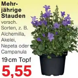 Wiglo Wunderland Mehrjährige Stauden Angebot