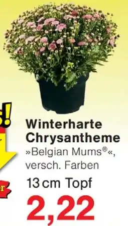 Wiglo Wunderland Winterharte Chrysantheme Angebot