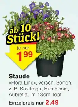 Wiglo Wunderland Staude Angebot