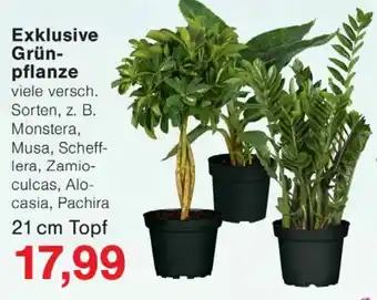 Wiglo Wunderland Exklusive Grünpflanze Angebot