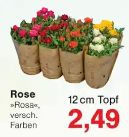 Wiglo Wunderland Rose Angebot