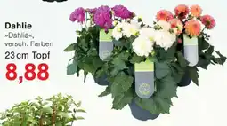 Wiglo Wunderland Dahlie Angebot