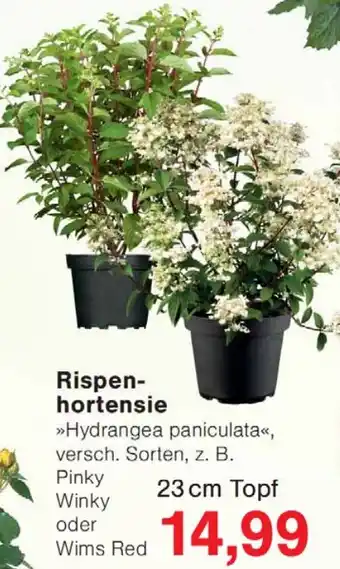 Wiglo Wunderland Rispenhortensie Angebot