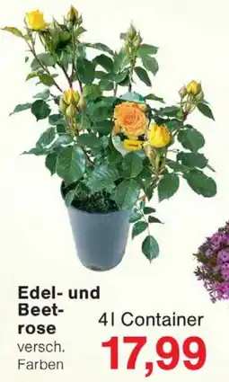 Wiglo Wunderland Edel- und Beetrose Angebot