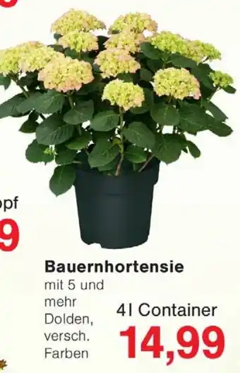 Wiglo Wunderland Bauernhortensie Angebot