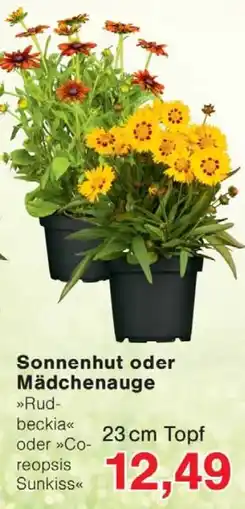 Wiglo Wunderland Sonnenhut oder Mädchenauge Angebot