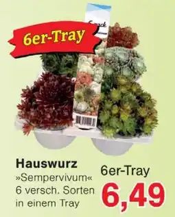 Wiglo Wunderland Hauswurz Angebot