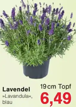 Wiglo Wunderland Lavendel Angebot