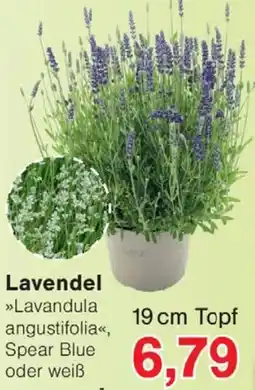 Wiglo Wunderland Lavendel Angebot