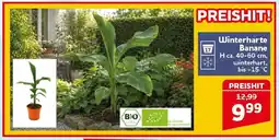 CENTERSHOP Winterharte Banane Angebot