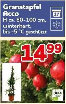 CENTERSHOP Granatapfel Acco Angebot