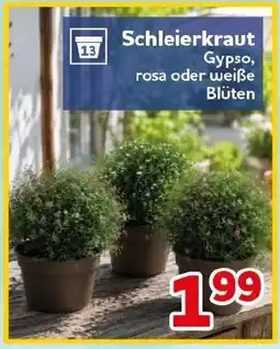 CENTERSHOP Schleierkraut Angebot