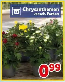 CENTERSHOP Chrysanthemen Angebot