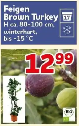 CENTERSHOP Feigen Brown Turkey Angebot