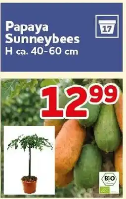 CENTERSHOP Papaya Sunneybees Angebot