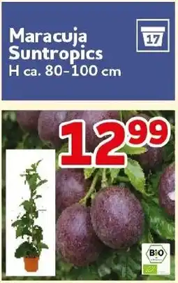 CENTERSHOP Maracuja Suntropics Angebot