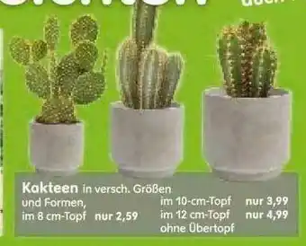 Blumen Risse Kakteen Angebot