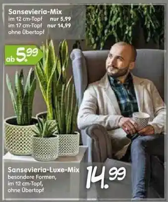 Blumen Risse Sansevieria-luxe-mix Sansevieria-mix Angebot