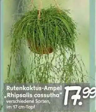 Blumen Risse Rutenkaktus-ampel „rhipsalis Cassutha” Angebot