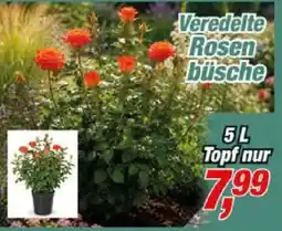 Posten Börse Veredelte Rosen büsche Angebot