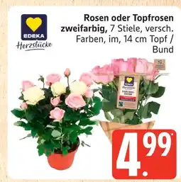 Marktkauf Edeka herzstücke rosen oder topfrosen zweifarbig Angebot