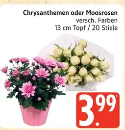Marktkauf Chrysanthemen oder moosrosen Angebot
